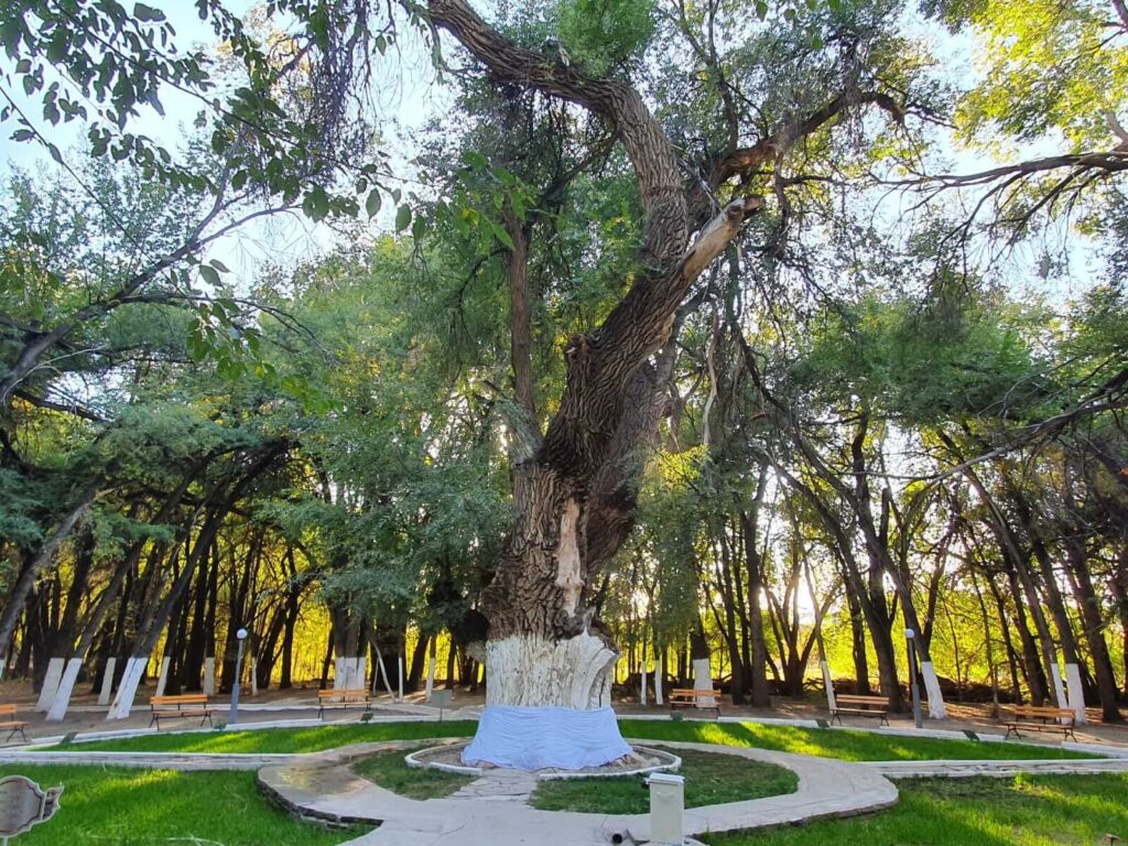 СВЯЩЕННОЕ ДЕРЕВО С СЕМИВЕКОВОЙ ИСТОРИЕЙ